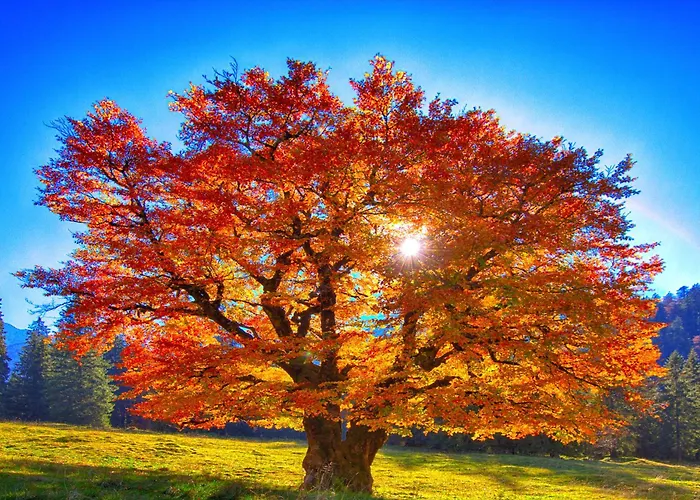 公寓 Haus Burgel Inklusive Koenigscard *