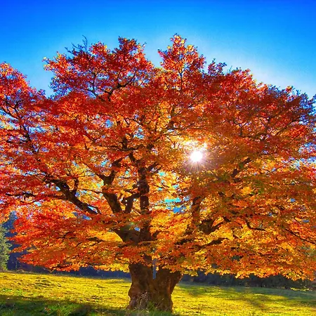 Apartment Haus Burgel Inklusive Koenigscard *